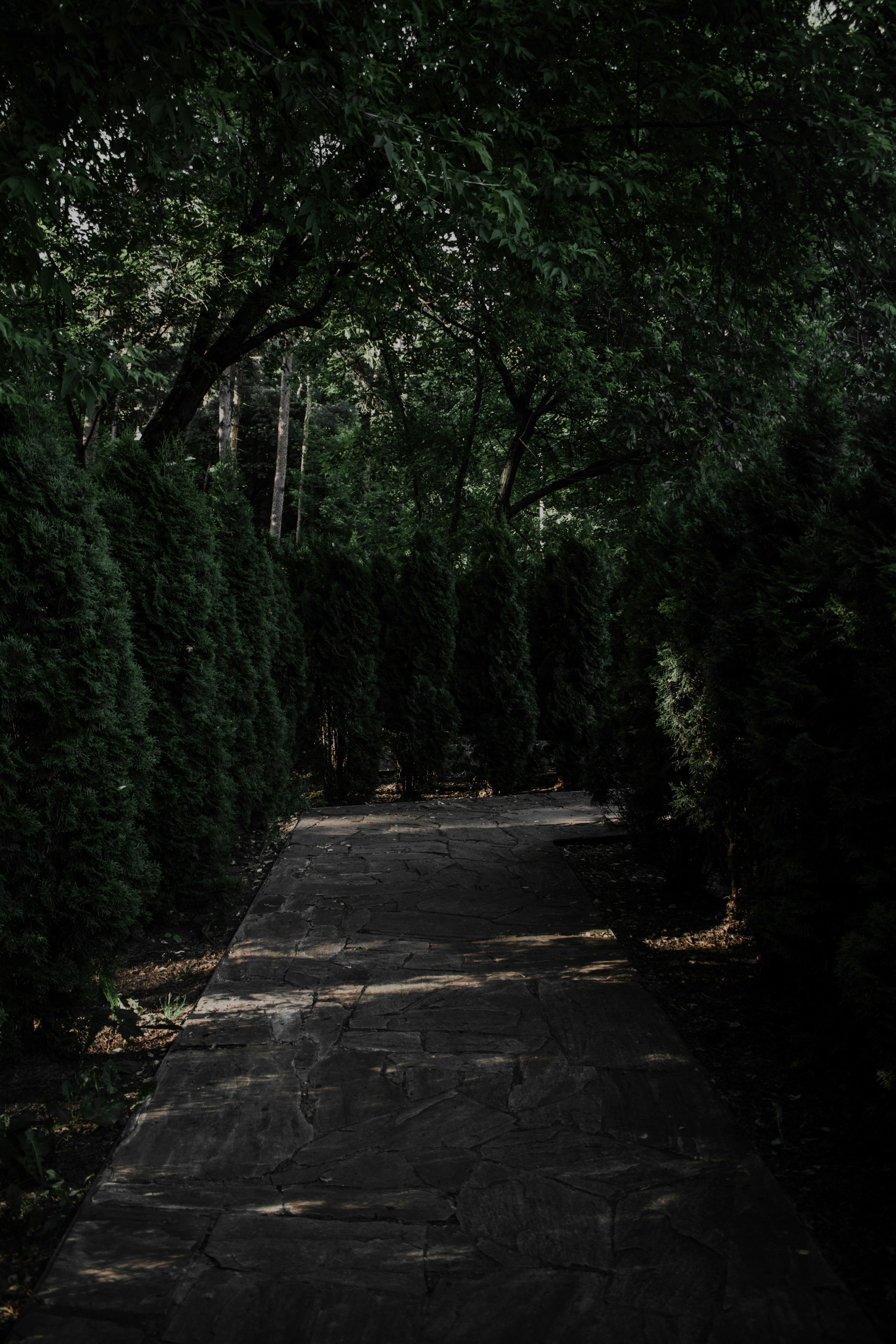 gray concrete pathway between green trees